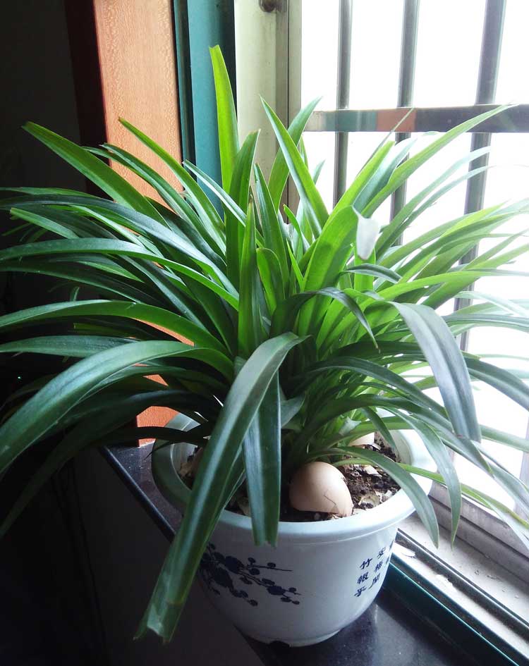 家里綠植防什么好？